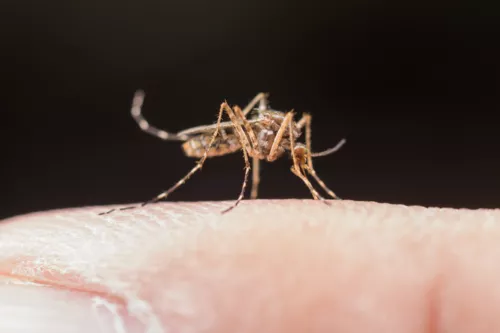 Les moustiques : tout savoir