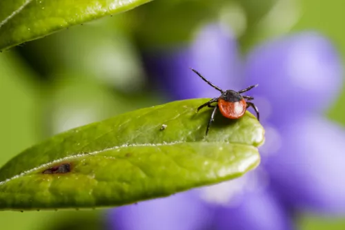 Comment se protéger des tiques et de la maladie de Lyme ?